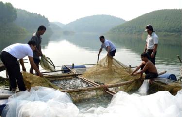 Khai thác thủy sản trên hồ Thác Bà.