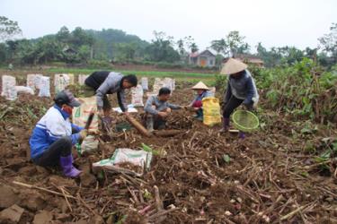 Người dân xã Quy Mông thu hoạch đao riềng.