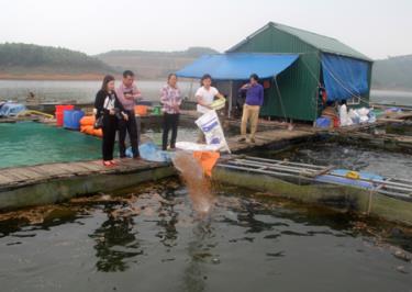 Nuôi thủy sản trên hồ Thác Bà mang lại hiệu quả kinh tế cao.