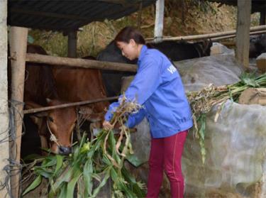 Nhân dân xã Sơn Lương chủ động nguồn thức ăn và nuôi nhốt trâu bò trong mùa đông.
