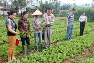 Mô hình trồng rau an toàn của hội viên phụ nữ thôn Cầu Thia, xã Phù Nham.