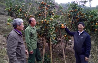 Lãnh đạo xã Thượng Bằng La thăm vườn cam của ông Hà Đình Dế.