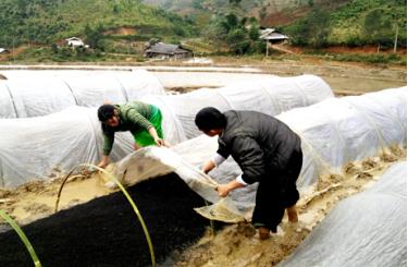 Người dân Trạm Tấu kiểm tra mạ chuẩn bị cho gieo cấy vụ xuân 2018.