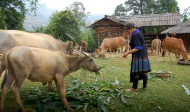 Đồng bào Mù Cang Chải đã xóa bỏ dần tập quán chăn nuôi thả rông gia súc. Ảnh Quang Tuấn