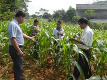 Lãnh đạo xã Yên Bình trao đổi với nhân dân về phát triển ngô đông.