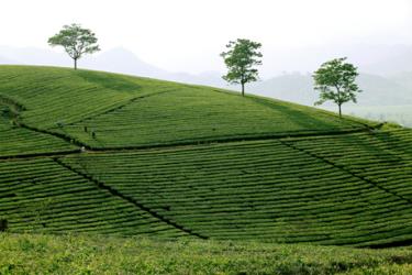 Vùng chè nguyên liệu huyện Văn Chấn.
(Ảnh: Thu Trang)