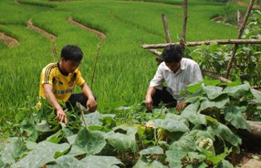 Đồng bào đã biết cách sử dụng phân bón và thuốc bảo vệ thực vật. (Ảnh Quang Tuấn)