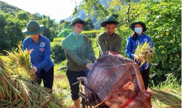 Đoàn viên thanh niên huyện Trạm Tấu giúp nhân dân thu hoạch lúa.