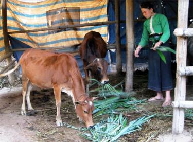 Nhờ nguồn vốn chính sách, nhiều gia đình chính sách, hộ nghèo trong tỉnh đã có điều kiện đầu tư phát triển sản xuất, nâng cao đời sống.