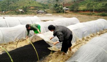 Người dân Trạm Tấu chăm sóc mạ chuẩn bị cho vụ xuân.