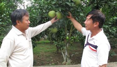 Anh Phạm Quang Huyên - Bí thư Chi bộ Bản Chanh, xã Phù Nham (bên phải) trao đổi với một hộ dân trong thôn về kỹ thuật chăm sóc cây ăn quả có múi.