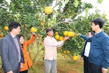 Đồng chí Nguyễn Thế Phước - Bí thư Huyện ủy Trấn Yên (bên phải) thăm mô hình trồng cây ăn quả tại xã Hưng Thịnh.