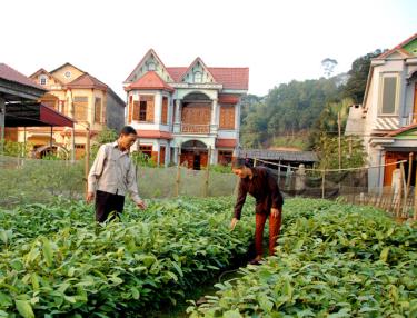 Nông thôn Trấn Yên ngày càng nhiều hơn những ngội nhà kiên cố, khang trang nhờ tích cực chuyển địch cơ cấu kinh tế