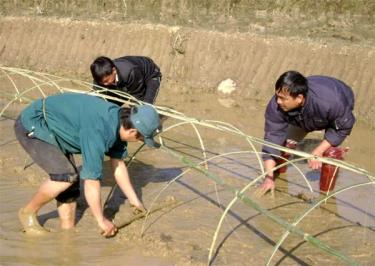 Nông dân xã Púng Luông che phủ nilon cho mạ mới gieo.