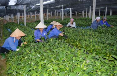 Các vườn ươm chuẩn bị cây giống cho kế hoạch trồng rừng năm 2019.