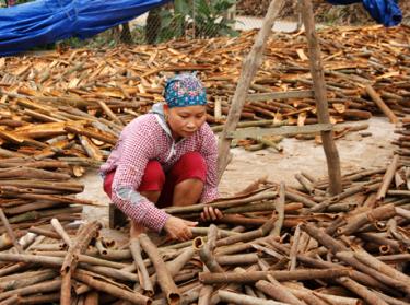 Toàn huyện có 56.125 người làm việc trong lĩnh vực nông nghiệp. Ảnh MQ