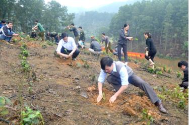 Năm 2019, toàn tỉnh đề ra mục tiêu trồng rừng là 15.000ha. Ảnh minh họa