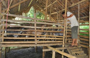 Người chăn nuôi lợn ở một số địa phương của huyện Yên Bình đã chuyển sang chăn nuôi dê.
