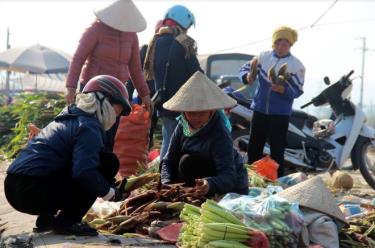 Ngô hàng hóa của người dân vùng cánh đồng Mường Lò (Văn Chấn) hiện được người dùng ưa chuộng.