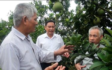 Cựu chiến binh Phạm Văn Hùng, xã Đại Minh, huyện Yên Bình (bên trái) chia sẻ kinh nghiệm trồng bưởi với đồng đội.