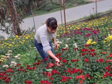 Hoa cúc nở sớm hơn dự tính khiến người trồng hoa thất thu.