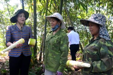 Đồng chí Phạm Thị Thanh Trà - Ủy viên Ban Chấp hành Trung ương Đảng, Bí thư Tỉnh ủy, Chủ tịch HĐND tỉnh tham quan mô hình trồng tre măng Bát độ tại xã Kiên Thành, huyện Trấn Yên.