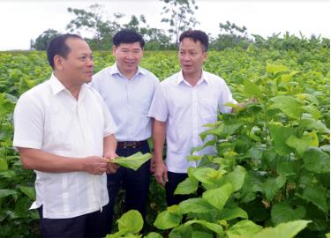 Đồng chí Triệu Tiến Thịnh - Ủy viên Ban Thường vụ Tỉnh ủy, Phó Chủ tịch HĐND tỉnh khảo sát vùng trồng dâu tại xã Việt Thành, huyện Trấn Yên.