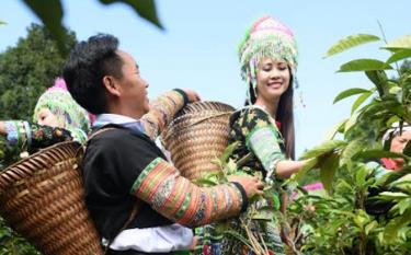 Lên với đỉnh núi mờ sương, du khách sẽ được trải nghiệm, tham gia vào các quy trình sản xuất chè với người dân bản địa.