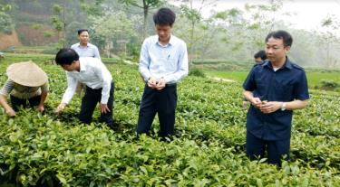 Đồng chí Vũ Quỳnh Khánh - Ủy viên Ban Thường vụ, Chủ nhiệm Ủy ban Kiểm tra Tỉnh ủy (bên phải) thăm vùng chè Bát Tiên ở xã Bảo Hưng, huyện Trấn Yên.