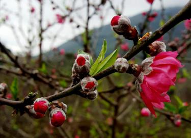 Hoa đào ấp nụ chào xuân .