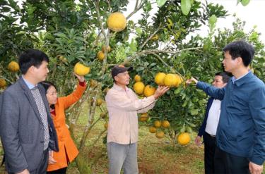 Huyện Trấn Yên đã hình thành và phát triển 750 ha cây ăn quả có múi, mỗi năm cho thu nhập hàng chục tỷ đồng.