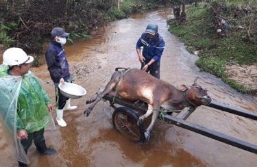 Rét đậm khiến nhiều gia súc ở huyên A Lưới bị chết.