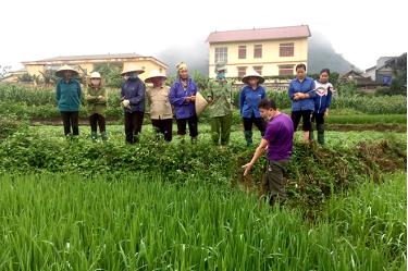 Cán bộ Trung tâm Dịch vụ hỗ trợ phát triển nông nghiệp huyện Yên Bình hướng dẫn kỹ thuật chăm sóc cây lúa.