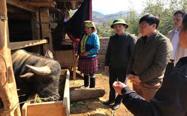 Lãnh đạo Chi cục Chăn nuôi - Thú y tỉnh và Phòng Nông nghiệp- Phát triển nông thôn huyện Mù Cang Chải kiểm tra công tác phòng, chống rét cho đàn gia súc tại thôn Púng Luông, xã Púng Luông, huyện Mù Cang Chải