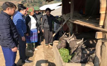 Lãnh đạo Chi cục Chăn nuôi và Thú y tỉnh, Phòng Nông nghiệp và Phát triển nông thôn huyện Trạm Tấu kiểm tra công tác phòng chống rét và dịch bệnh trên đàn gia súc tại xã Xà Hồ, huyện Trạm Tấu.