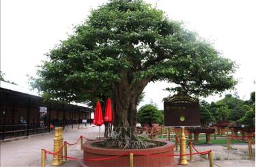 Cây sanh bonsai có đường kính tán lớn nhất Việt Nam.