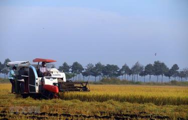 Thu hoạch lúa vụ Mùa.