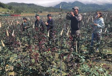 Hợp tác xã Hoa hồng Nậm Khắt đã phát huy hiệu quả trong liên kết, tạo việc làm, thu nhập ổn định cho người lao động.