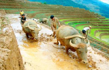 Người dân huyện Mù Cang Chải làm đất gieo cấy vụ xuân.