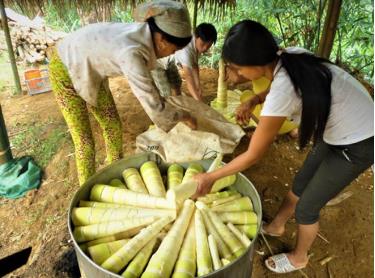 Nông dân xã Kiên Thành sơ chế măng Bát độ.