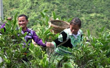 Đồng bào Mông xã Phình Hồ thu hoạch chè Shan.
