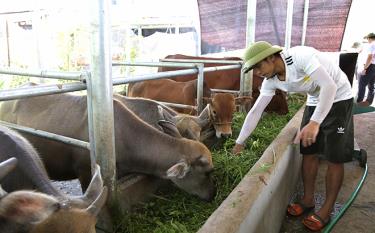 Nhờ chính sách hỗ trợ từ Nghị quyết 69, nhiều hộ dân ở xã Đồng Khê, huyện Văn Chấn mạnh dạn đầu tư phát triển chăn nuôi trâu, bò vỗ béo cho thu nhập cao.
