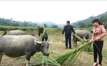 Đàn trâu nái của gia đình anh Doãn Văn Hải luôn được chăm sóc tốt.