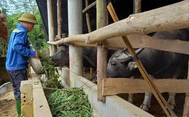 Anh Trần Minh Dự, xã Phúc An, huyện Yên Bình quây chuồng trại để hạn chế thả trâu khi trời nhiều sương và chuẩn bị thức ăn đầy đủ dinh dưỡng giúp đàn vật nuôi khỏe mạnh.