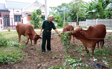 Gia đình hội viên Chu Văn Minh, thôn Khe Mon nuôi bò sinh sản, thu nhập gần 100 triệu đồng/năm.