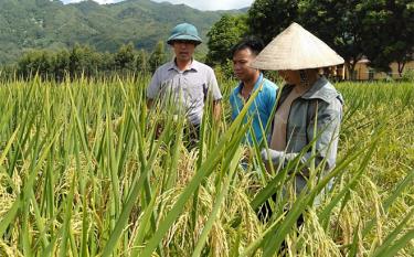 Xã Bạch Hà duy trì hiệu quả vùng chuyên canh lúa đặc sản Hương Chiêm  góp phần nâng cao thu nhập cải thiện đời sống người dân.