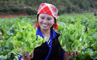 Niềm vui của đồng bào Mông Mù Cang Chải khi cây cải mầm đá sinh trưởng và phát triển tốt.