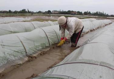 Người dân cần có biện pháp chống lạnh cho mạ mới xuống giống.