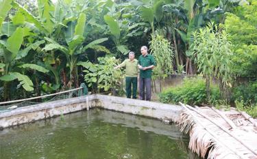 Mô hình chăn nuôi cá bỗng mang lại hiệu quả kinh tế của cựu chiến binh xã Tân Lập, huyện Lục Yên.