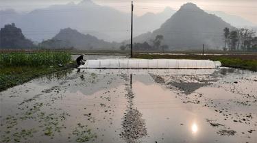 Nông dân Lục Yên che phủ nilong giữ ấm cho mạ.